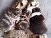 Carlier-chatons