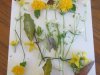 couleurs-du-printemps-Titouan