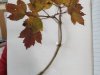 IMG_20211118_142330